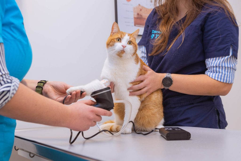 Bloeddrukmeting Dierenartsenpraktijk Heizijde